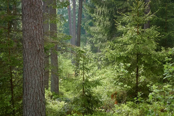 Majestuoso Bosque Siempreverde Del Norte Poderosos Pinos Abetos Luz Solar —  Fotos de Stock