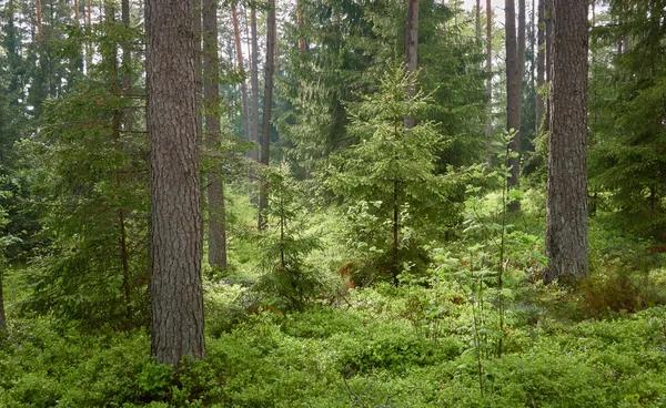 Majestueus Noordelijk Altijd Groen Bos Machtige Dennen Sparrenbomen Zacht Zonlicht — Stockfoto