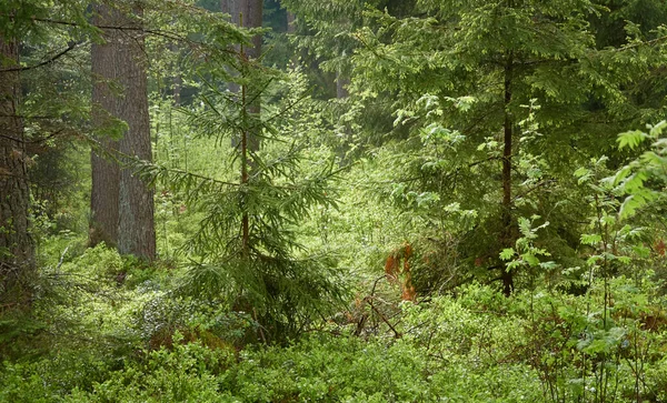 Görkemli Kuzey Evergreen Ormanı. Güçlü çam ve çam ağaçları. Yumuşak güneş ışığı, güneş ışınları. Atmosferik manzara. Doğa, çevre, eko turizm, keşif, seyahat tutkusu kavramı