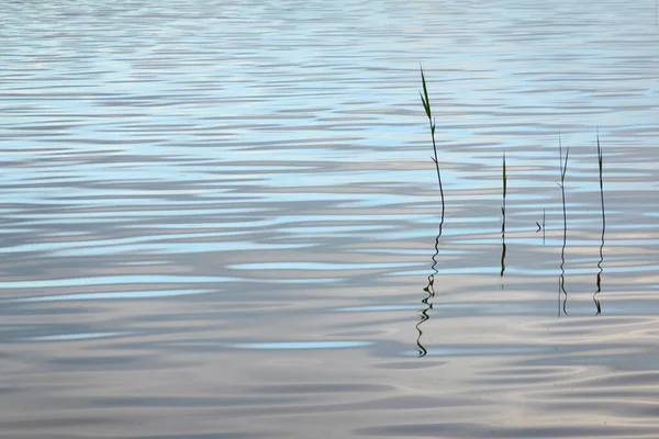 Spiegelungen Glühender Wolken Kristallklarem Wasser Grüne Pflanzen Abstrakte Natürliche Textur — Stockfoto