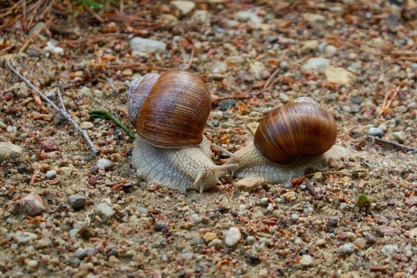 Par Los Caracoles Terrestres Helix Pomatia Bosque Hoja Perenne Después — Foto de Stock