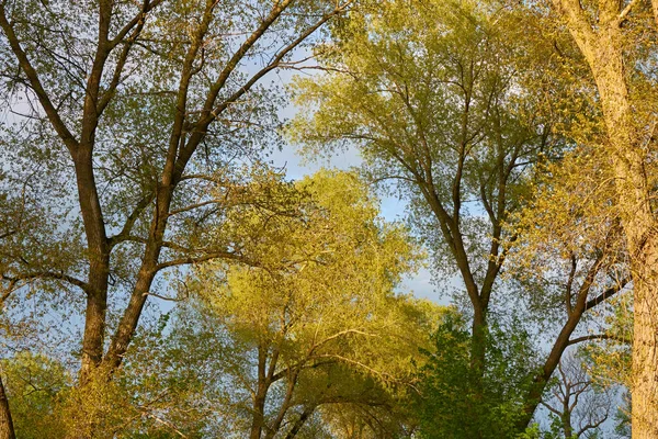 阳光明媚的日子里 一个绿色落叶森林公园的全景 参天大树柔和的阳光 环境保护 — 图库照片