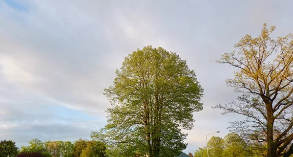Panoramiczny Widok Zielony Liściasty Park Leśny Słoneczny Dzień Potężne Drzewa — Zdjęcie stockowe