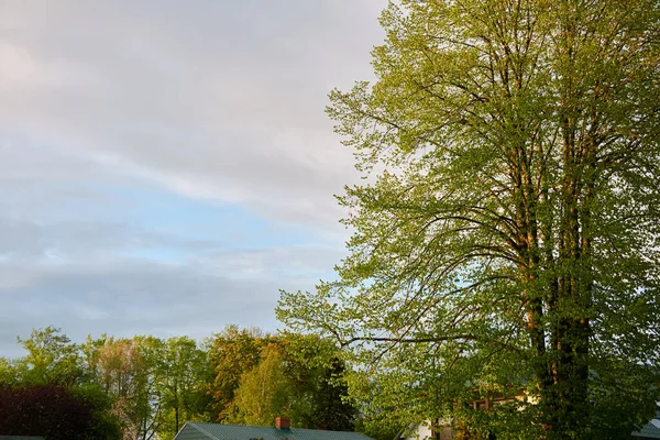 Panoramautsikt Över Grön Lövskog Park Solig Dag Mäktiga Träd Mjukt — Stockfoto
