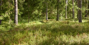 Görkemli Kuzey Evergreen Ormanı. Güçlü çam ve çam ağaçları. Yumuşak güneş ışığı, güneş ışınları. Atmosferik manzara. Doğa, çevre, eko turizm, keşif, seyahat tutkusu kavramı