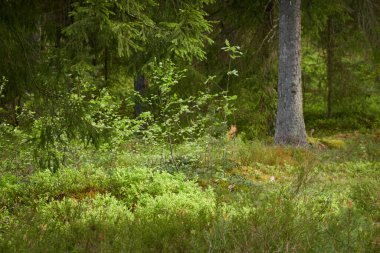 Görkemli Kuzey Evergreen Ormanı. Güçlü çam ve çam ağaçları. Yumuşak güneş ışığı, güneş ışınları. Atmosferik manzara. Doğa, çevre, eko turizm, keşif, seyahat tutkusu kavramı
