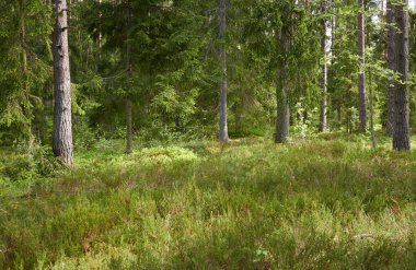 Görkemli Kuzey Evergreen Ormanı. Güçlü çam ve çam ağaçları. Yumuşak güneş ışığı, güneş ışınları. Atmosferik manzara. Doğa, çevre, eko turizm, keşif, seyahat tutkusu kavramı