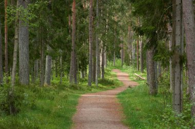 Sonsuz yeşil ormandan geçen kırsal yol. Çam ağaçları. İlkbahar, yazın başı. Doğa, temiz hava, eko turizm, yürüyüş, koşu, bisiklet, spor, boş zaman aktivitesi, sağlıklı yaşam tarzı kavramları