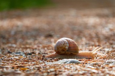 Kara salyangozu Helix Pomatia yağmurdan sonra ebediyen yeşil ormanda. Çevresel koruma, malakoloji, zooloji, vahşi yaşam, doğa