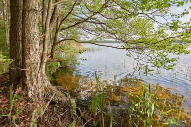 Orman gölünde bir ada (nehir). Güneşli bir gün. Sudaki yansımalar. Mavi gökyüzü, parlayan bulutlar. Idyllic manzara. Saf doğa, ekoloji, ekolojik rezerv, eko-turizm.