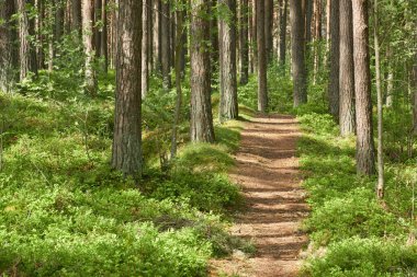 Sonsuz yeşil ormandan geçen kırsal yol. Çam ağaçları. İlkbahar, yazın başı. Doğa, temiz hava, eko turizm, yürüyüş, koşu, bisiklet, spor, boş zaman aktivitesi, sağlıklı yaşam tarzı kavramları