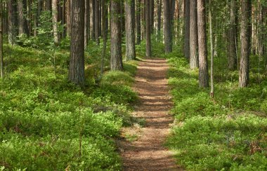 Sonsuz yeşil ormandan geçen kırsal yol. Çam ağaçları. İlkbahar, yazın başı. Doğa, temiz hava, eko turizm, yürüyüş, koşu, bisiklet, spor, boş zaman aktivitesi, sağlıklı yaşam tarzı kavramları