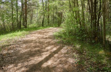 Yeşil ormanda bir yol var. Ağaçların arasından gün ışığı. İlkbahar, yazın başı. Çevre koruma, ekoloji, saf doğa, eko turizm. Idyllic manzara