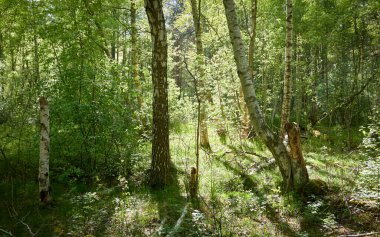 Yeşil ormanda bir yol var. Ağaçların arasından gün ışığı. İlkbahar, yazın başı. Çevre koruma, ekoloji, saf doğa, eko turizm. Idyllic manzara