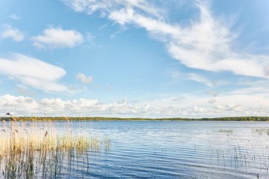 Kristal berrak bir orman gölü (nehir) kıyısından panoramik manzara. Idyllic manzara. İlkbahar, yazın başı. Doğa, çevre, ekoloji, eko-turizm, yürüyüş, tatiller, yüzme ve rahatlatıcı temalar