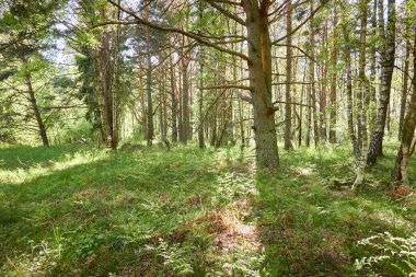 Yeşil ormanda bir yol var. Ağaçların arasından gün ışığı. İlkbahar, yazın başı. Çevre koruma, ekoloji, saf doğa, eko turizm. Idyllic manzara