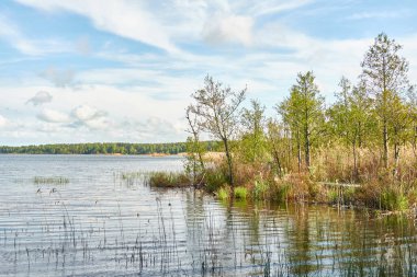 Kristal berrak bir orman gölü (nehir) kıyısından panoramik manzara. Idyllic manzara. İlkbahar, yazın başı. Doğa, çevre, ekoloji, eko-turizm, yürüyüş, tatiller, yüzme ve rahatlatıcı temalar