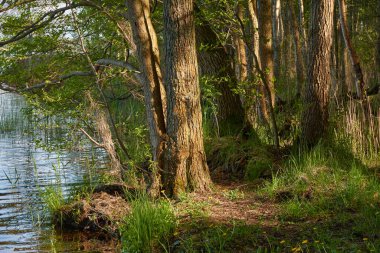 Orman gölünde bir ada (nehir). Güneşli bir gün. Sudaki yansımalar. Idyllic manzara. Saf doğa, ekoloji, ekolojik rezerv, eko-turizm.