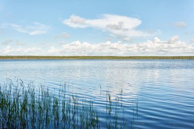 Kristal berrak bir orman gölü (nehir) kıyısından panoramik manzara. Idyllic manzara. İlkbahar, yazın başı. Doğa, çevre, ekoloji, eko-turizm, yürüyüş, tatiller, yüzme ve rahatlatıcı temalar