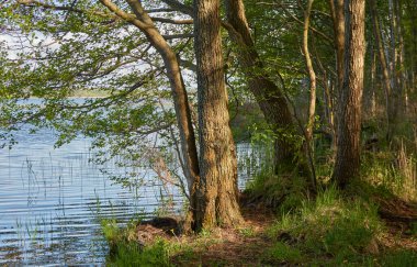 Orman gölünde bir ada (nehir). Güneşli bir gün. Sudaki yansımalar. Idyllic manzara. Saf doğa, ekoloji, ekolojik rezerv, eko-turizm.