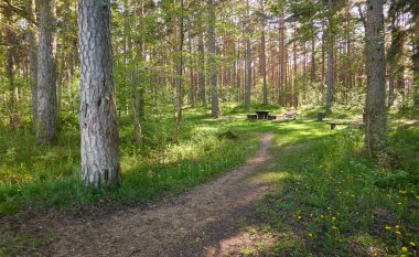 Yeşil ormanda bir yol var. Ağaçların arasından gün ışığı. İlkbahar, yazın başı. Çevre koruma, ekoloji, saf doğa, eko turizm. Idyllic manzara
