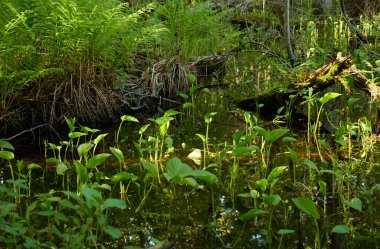 Bataklık yeşil orman ve nehir. Yumuşak güneş ışığı. Bitkiler, eğrelti otları. İlkbahar, yazın başı. Çevre, ekoloji, ekosistemler, doğa, eko-turizm. Idyllic manzara