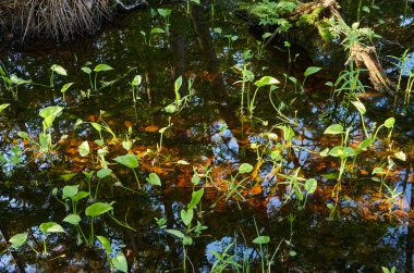 Bataklık yeşil orman ve nehir. Yumuşak güneş ışığı. Bitkiler, eğrelti otları. İlkbahar, yazın başı. Çevre, ekoloji, ekosistemler, doğa, eko-turizm. Idyllic manzara