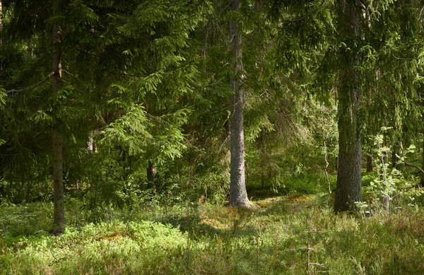 Majestuoso Bosque Siempreverde Del Norte Poderosos Pinos Abetos Luz Solar —  Fotos de Stock