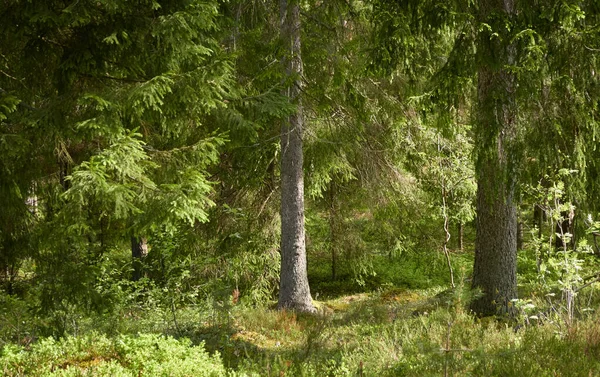 Majestueus Noordelijk Altijd Groen Bos Machtige Dennen Sparrenbomen Zacht Zonlicht — Stockfoto