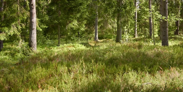 Görkemli Kuzey Evergreen Ormanı. Güçlü çam ve çam ağaçları. Yumuşak güneş ışığı, güneş ışınları. Atmosferik manzara. Doğa, çevre, eko turizm, keşif, seyahat tutkusu kavramı