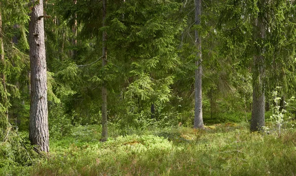 Görkemli Kuzey Evergreen Ormanı. Güçlü çam ve çam ağaçları. Yumuşak güneş ışığı, güneş ışınları. Atmosferik manzara. Doğa, çevre, eko turizm, keşif, seyahat tutkusu kavramı