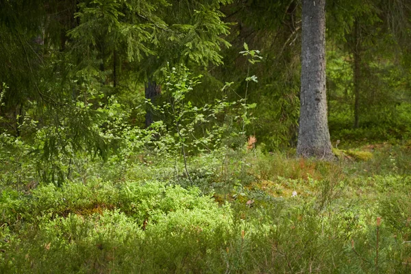 Görkemli Kuzey Evergreen Ormanı. Güçlü çam ve çam ağaçları. Yumuşak güneş ışığı, güneş ışınları. Atmosferik manzara. Doğa, çevre, eko turizm, keşif, seyahat tutkusu kavramı