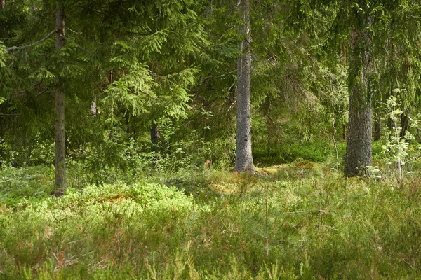 Величний Північний Вічнозелений Ліс Потужні Сосни Ялини Яке Сонячне Світло — стокове фото