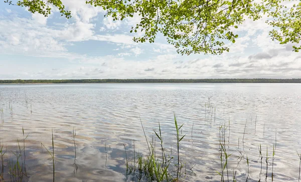 Eiland Een Bos Meer Rivier Zonnige Dag Reflecties Het Water — Stockfoto