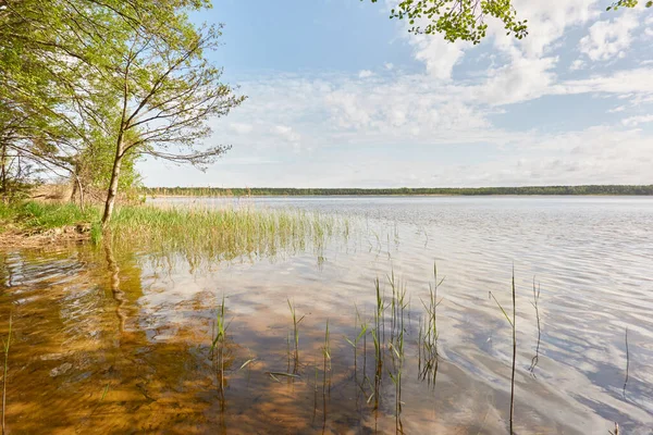 Orman gölünde bir ada (nehir). Güneşli bir gün. Sudaki yansımalar. Mavi gökyüzü, parlayan bulutlar. Idyllic manzara. Saf doğa, ekoloji, ekolojik rezerv, eko-turizm.