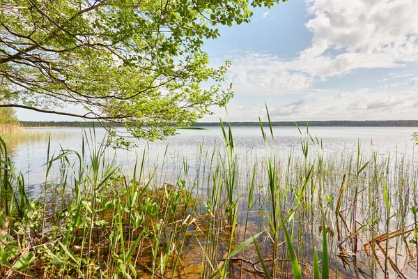 Orman gölünde bir ada (nehir). Güneşli bir gün. Sudaki yansımalar. Mavi gökyüzü, parlayan bulutlar. Idyllic manzara. Saf doğa, ekoloji, ekolojik rezerv, eko-turizm.