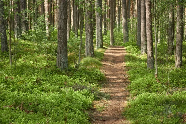 Сільська Дорога Через Вічнозелений Ліс Сосни Весна Раннє Літо Природа — стокове фото