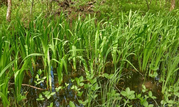 Болотистый Зеленый Лес Река Мягкий Солнечный Свет Растения Папоротники Трава — стоковое фото