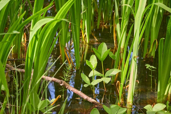 Träsk Grön Skog Och Flod Mjukt Solljus Växter Ormbunke Gräs — Stockfoto