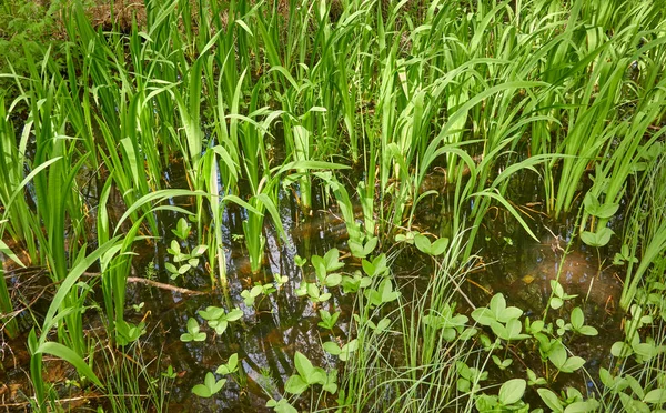 Forêt Verte Marécageuse Rivière Lumière Douce Soleil Plantes Fougères Herbes — Photo