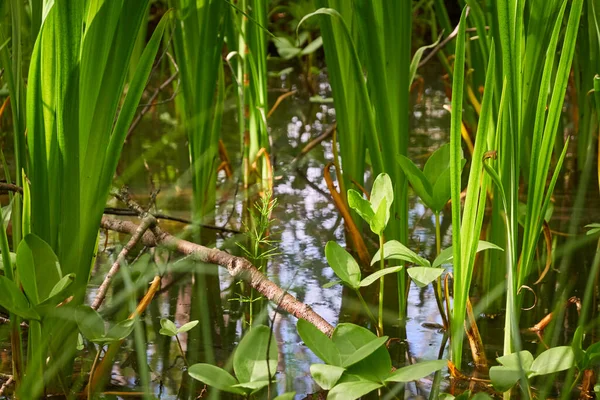 Floresta Verde Pantanosa Rio Luz Solar Suave Plantas Samambaias Relva — Fotografia de Stock