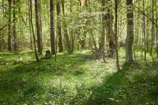 Yeşil ormanda bir yol var. Ağaçların arasından gün ışığı. İlkbahar, yazın başı. Çevre koruma, ekoloji, saf doğa, eko turizm. Idyllic manzara