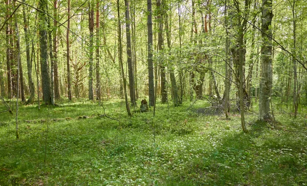 Pathway Het Groene Bos Zonlicht Door Bomen Lente Vroege Zomer — Stockfoto