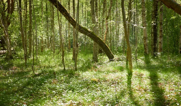 Chemin Dans Forêt Verte Lumière Soleil Travers Les Arbres Printemps — Photo