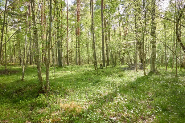 Yeşil ormanda bir yol var. Ağaçların arasından gün ışığı. İlkbahar, yazın başı. Çevre koruma, ekoloji, saf doğa, eko turizm. Idyllic manzara
