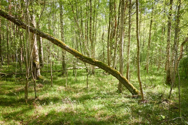 Cesta Zeleném Lese Sluneční Světlo Mezi Stromy Jaro Brzy Létě — Stock fotografie