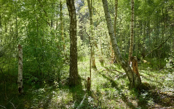 Yeşil ormanda bir yol var. Ağaçların arasından gün ışığı. İlkbahar, yazın başı. Çevre koruma, ekoloji, saf doğa, eko turizm. Idyllic manzara