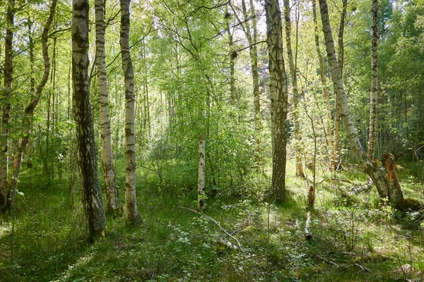 Yeşil ormanda bir yol var. Ağaçların arasından gün ışığı. İlkbahar, yazın başı. Çevre koruma, ekoloji, saf doğa, eko turizm. Idyllic manzara