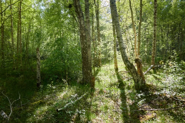 Vägen Den Gröna Skogen Solljus Genom Träden Våren Försommaren Miljövård — Stockfoto