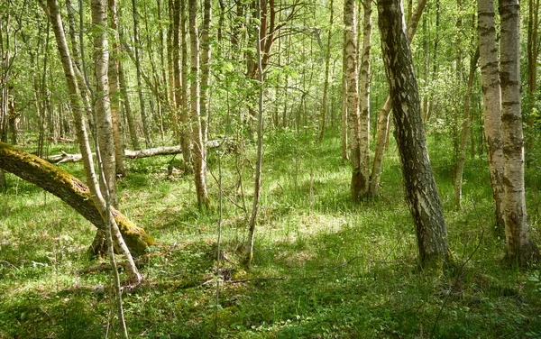 Pathway Het Groene Bos Zonlicht Door Bomen Lente Vroege Zomer — Stockfoto